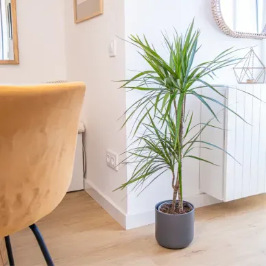 Comprar Dracaena Marginatta en Barcelona | Plantas de Interior