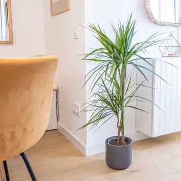 Comprar Dracaena Marginatta en Barcelona | Plantas de Interior