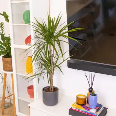 Comprar Dracaena Marginatta en Barcelona | Plantas de Interior 2