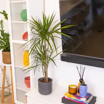 Comprar Dracaena Marginatta en Barcelona | Plantas de Interior