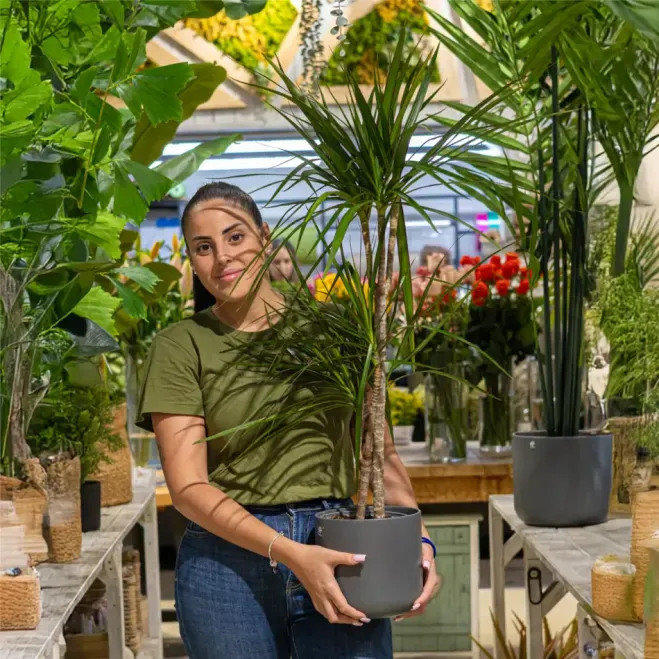 Comprar Dracaena Marginatta en Barcelona | Plantas de Interior