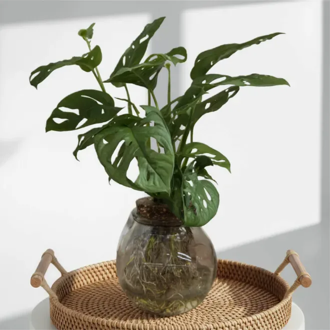 Comprar Andsansonii acuático en Barcelona | Plantas de Interior