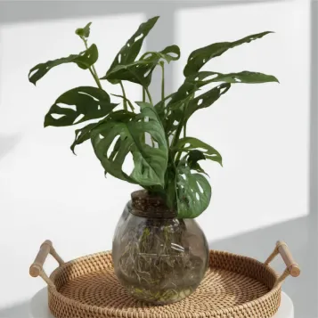 Comprar Andsansonii acuático en Barcelona | Plantas de Interior