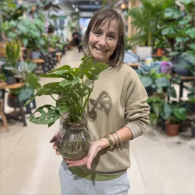 Comprar Andsansonii acuático en Barcelona | Plantas de Interior 2