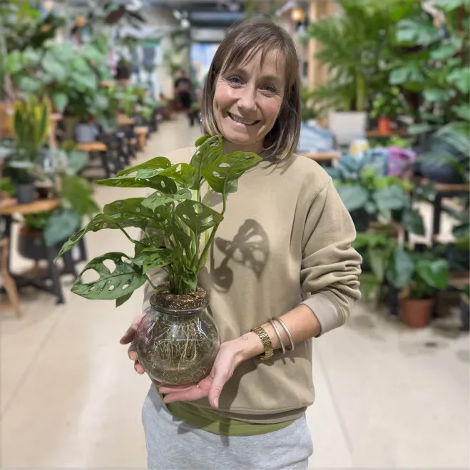 Comprar Andsansonii aquàtic a Barcelona | Plantes d'Interior