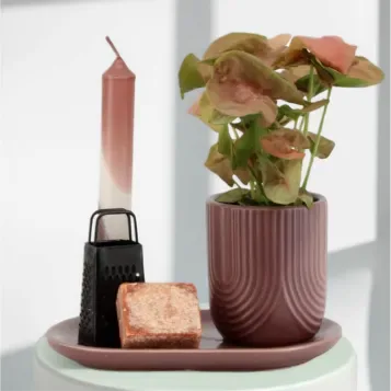 Comprar Caja regalo con Planta y Esencias aromáticas en Barcelona | Plantas de Interior