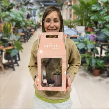 Compra Capsa regal amb planta i essències aromàtiques a Barcelona | Plantes d'Interior