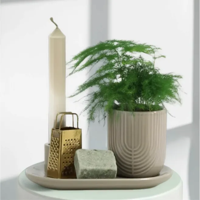 Compra Capsa regal amb planta i essències aromàtiques a Barcelona | Plantes d'Interior