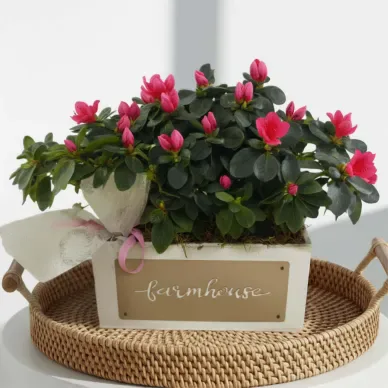 Comprar Composición de Azaleas en Barcelona | Plantas de Interior 2