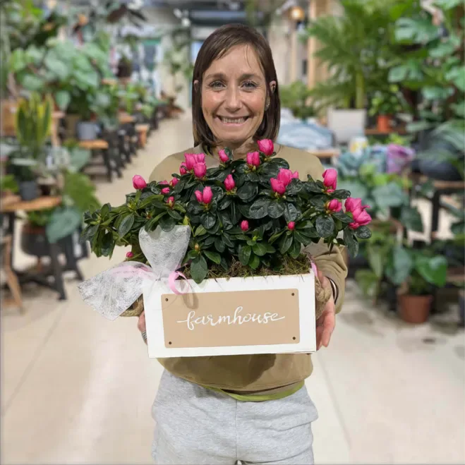 Comprar Composición de Azaleas en Barcelona | Plantas de Interior