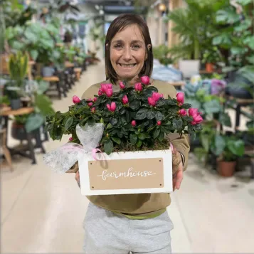 Comprar Composición de Azaleas en Barcelona | Plantas de Interior