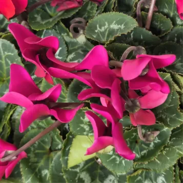 Compra Composició de Ciclàmens a Barcelona | Grups de Plantes
