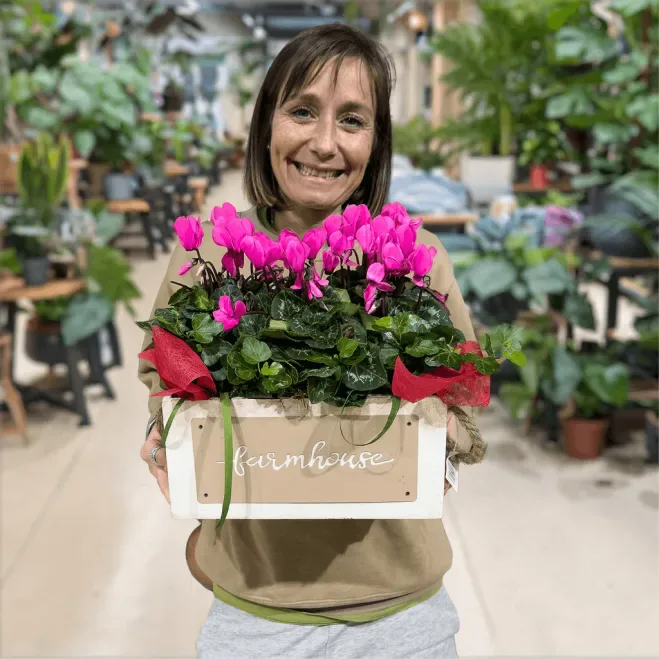 Comprar Composición de Ciclámenes en Barcelona | Grupos de Plantas