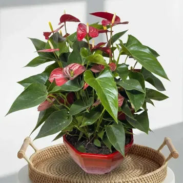 Compra Composició de planta d'anthurium en tarrina a Barcelona | Plantes d'Interior