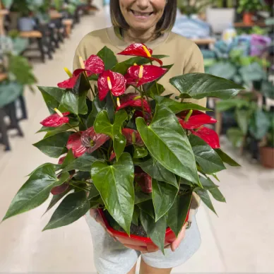 Comprar Composición de planta de anthurium en tarrina en Barcelona | Plantas de Interior 2