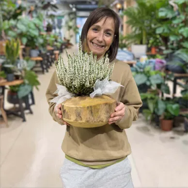Comprar Composición Rústica de Callunas en Barcelona | Grupos de Plantas