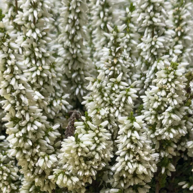 Comprar Composición Rústica de Callunas en Barcelona | Grupos de Plantas