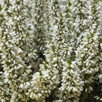 Comprar Composición Rústica de Callunas en Barcelona | Grupos de Plantas