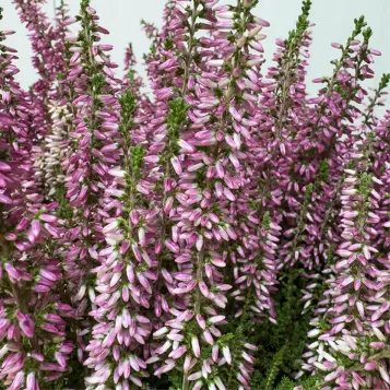 Compra Composición Rústica de Éricas en Barcelona | Grupos de Plantas