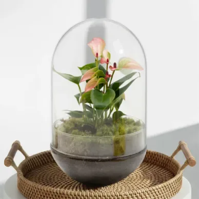 Compra Cúpula de Cristal con Anthurium en Barcelona | Plantas de Interior