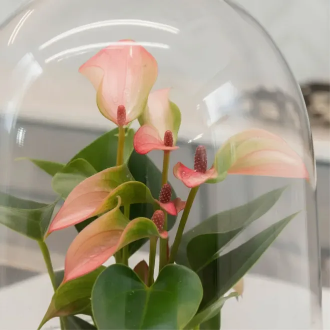 Compra Cúpula de Vidre amb ANthurium a Barcelona | Plantes d'Interior