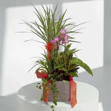 Comprar Elegante Composición de Plantas Premium en Barcelona | Grupos de Plantas
