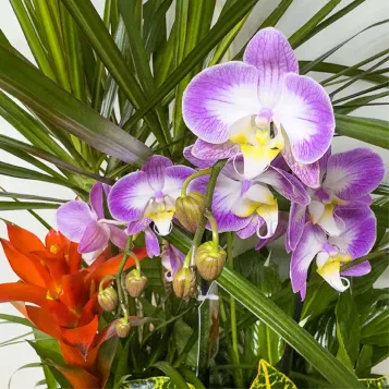 Comprar Elegante Composición de Plantas Premium en Barcelona | Grupos de Plantas