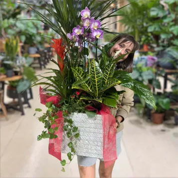 Compra Elegant Composició de Plantes Premium a Barcelona | Grups de Plantes