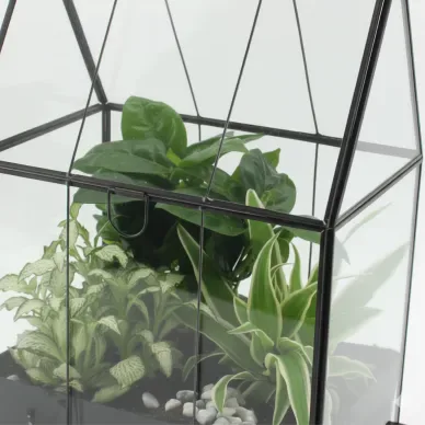 Compra Hivernacle amb Miniplantes a Barcelona | Plantes d'Interior 2