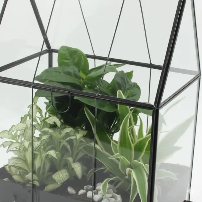 Comprar Invernadero con Miniplantas en Barcelona | Plantas de Interior