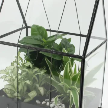 Comprar Invernadero con Miniplantas en Barcelona | Plantas de Interior