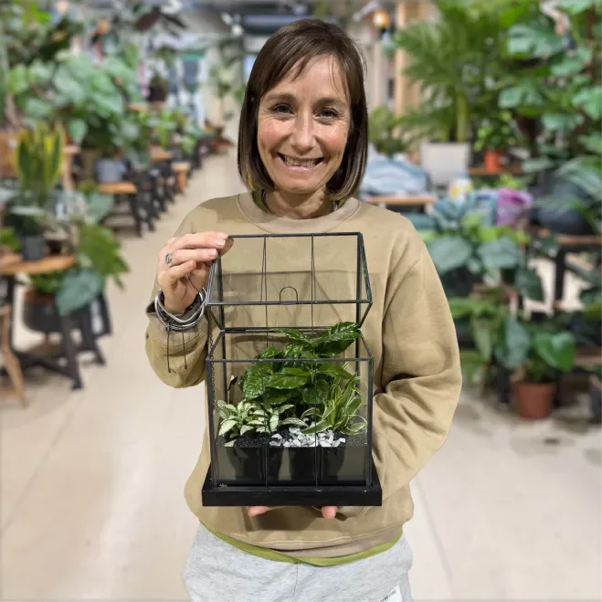 Compra Hivernacle amb Miniplantes a Barcelona | Plantes d'Interior