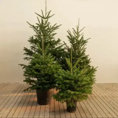 Comprar Abeto Natural sin Raíz en Barcelona | Árboles de Navidad