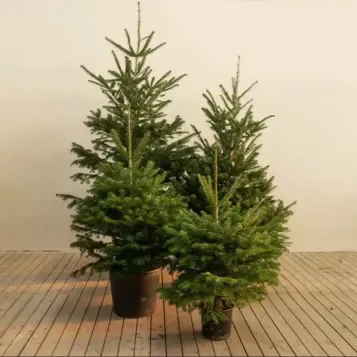 Comprar Abeto Natural sin Raíz en Barcelona | Árboles de Navidad