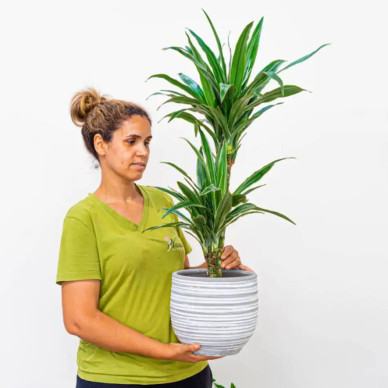 Comprar Dracaena Deremensis en Barcelona | Plantas de Interior