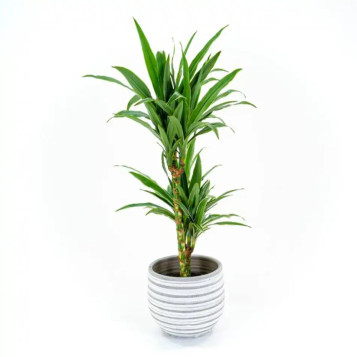 Comprar Dracaena Deremensis en Barcelona | Plantas de Interior