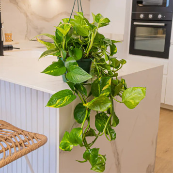 Compra Pothos Penjar a Barcelona | Plantes d'Interior