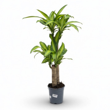 Comprar Tronco de Brasil en Barcelona | Plantas de Interior