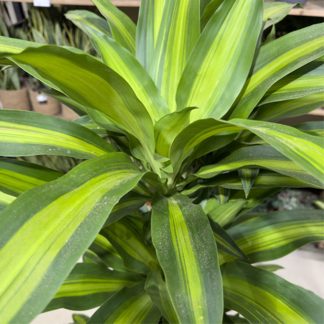 Comprar Tronco de Brasil en Barcelona | Plantas de Interior