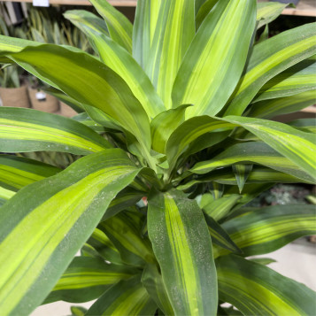 Comprar Tronco de Brasil en Barcelona | Plantas de Interior