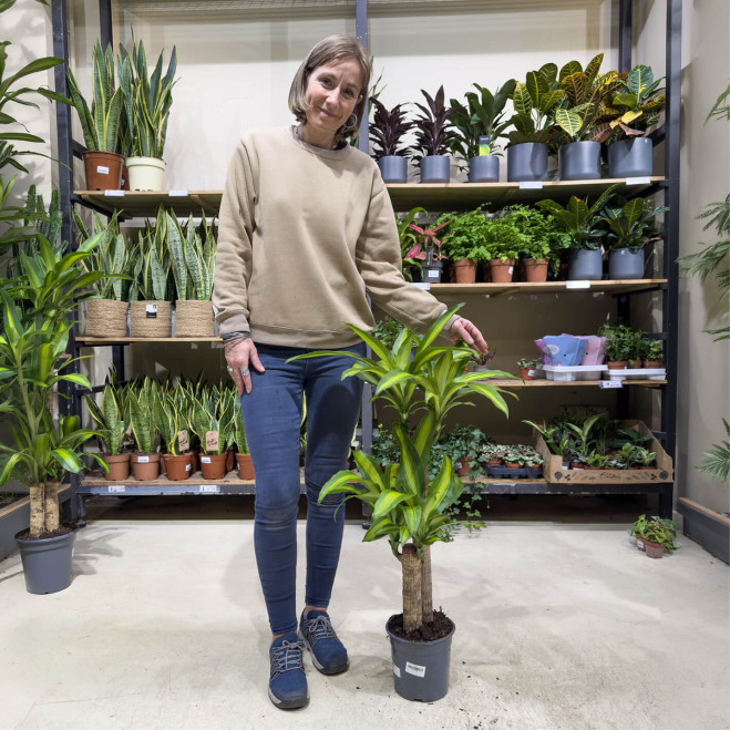Comprar Tronco de Brasil en Barcelona | Plantas de Interior