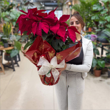 Comprar Planta de Navidad en Barcelona | Flores de Pascua Poinsettias