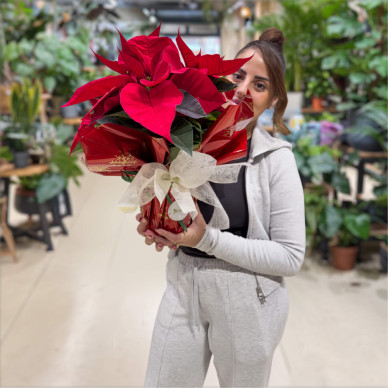 Comprar Planta de Navidad en Barcelona | Flores de Pascua Poinsettias 2