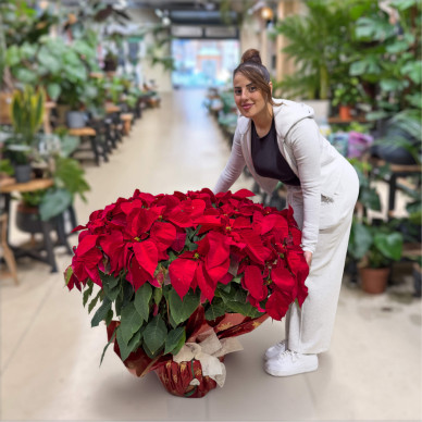 Comprar Poinsettia Extra en Cuenco en Barcelona | Flores Pascua Poinsettias