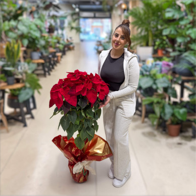 Compra Poinsettia Árbol en Barcelona | Navidad