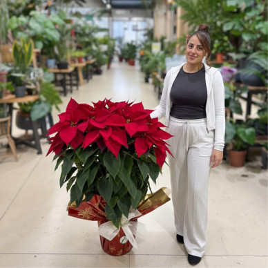 Compra Poinsettia Mare a Barcelona | Nadal