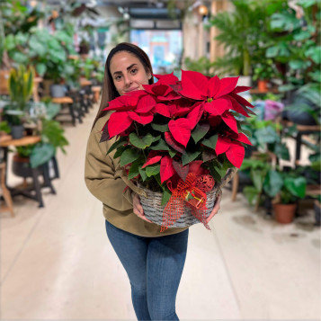 Comprar Composición Poinsettias en Barcelona |Flores Pascua Poinsettias
