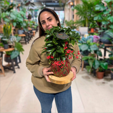 Kokedama de Ardisia