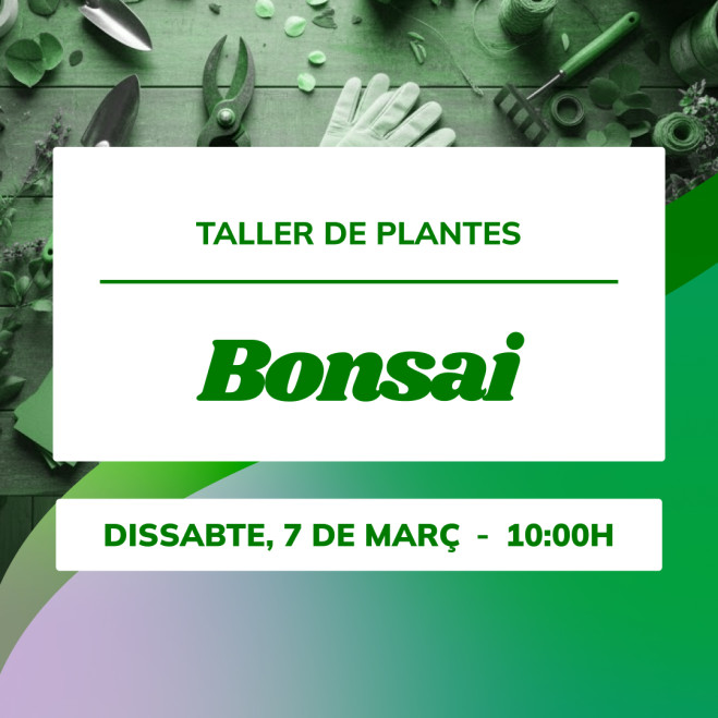 Taller de iniciación al bonsái | Aprende con Mistral Bonsai