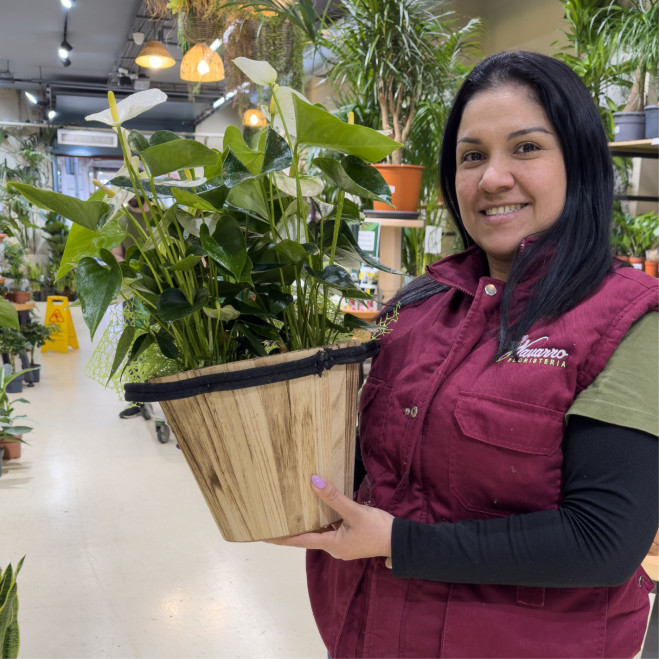 Comprar Elegante Anthuirum en Base de Fibra en Barcelona | Plantas de Interior